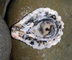 Scutellastra cochlear