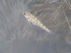 Cyprinodon macularius