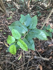 Antidesma platyphyllum