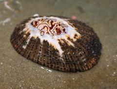 Scutellastra granularis