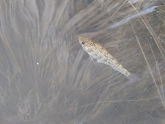 Cyprinodon macularius