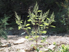 Cyclachaena xanthiifolia