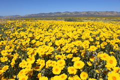 Leptosyne calliopsidea