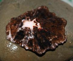 Scutellastra longicosta