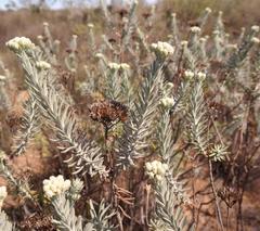Athanasia sertulifera