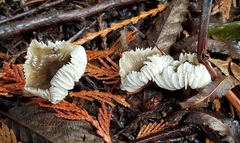 Mycena quiniaultensis