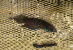 Betta stigmosa