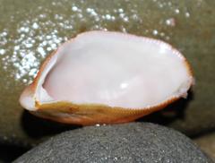 Septifer bilocularis