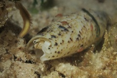 Terebellum terebellum