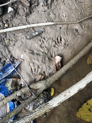 Varanus salvator macromaculatus