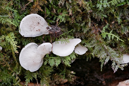 Crepidotus applanatus