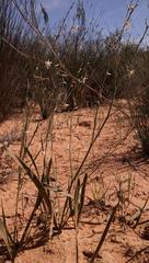 Chlorophytum viscosum