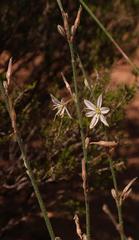Chlorophytum viscosum