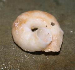 Thylacodes natalensis