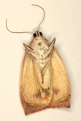 Detounda leptoplasta