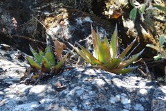 Agave convallis