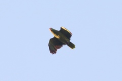 Amazona viridigenalis