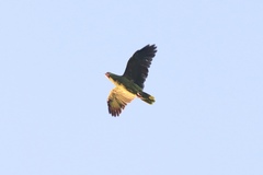 Amazona viridigenalis