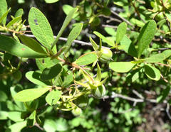 Diospyros lycioides lycioides