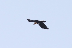 Corvus brachyrhynchos