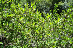 Diospyros lycioides lycioides