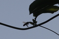 Apis mellifera