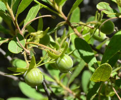 Diospyros lycioides lycioides