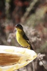 Spinus psaltria