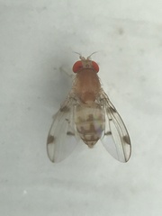 Leucophenga maculosa