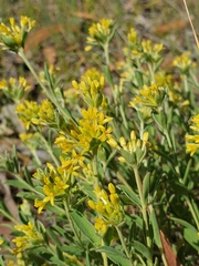 Pimelea curviflora