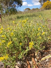 Pimelea curviflora