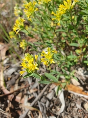 Pimelea curviflora