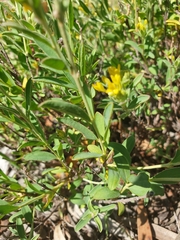 Pimelea curviflora