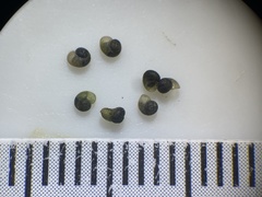 Colligyrus depressus