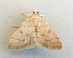 Blepharomastix potentalis