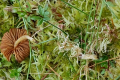 Galerina tibiicystis