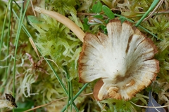 Galerina tibiicystis