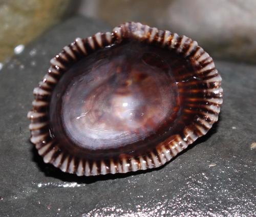 Siphonaria oculus