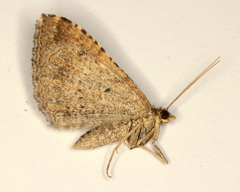 Chrysolarentia subrectaria