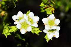 Diosma aspalathoides