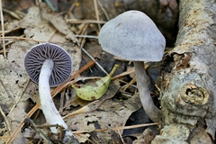 Cortinarius perviolaceus
