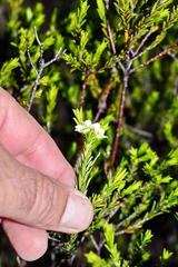 Diosma aspalathoides