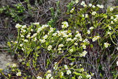 Diosma aspalathoides