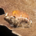 Lynx Cowry - Photo (c) 104623964081378888743, some rights reserved (CC BY-NC), uploaded by David R
