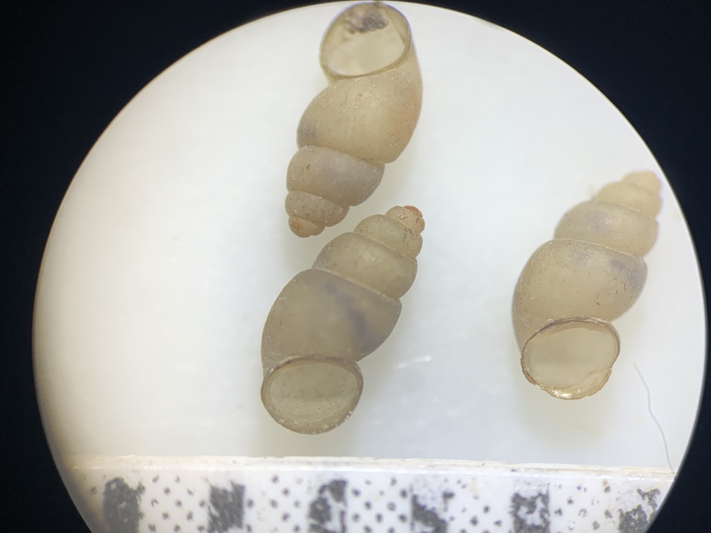 Pristinicola