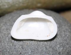 Striarca symmetrica