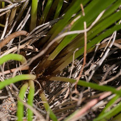 Trachyandra chlamydophylla