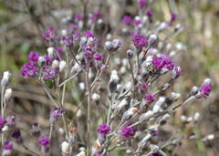 Oxythyrea testaceoguttata