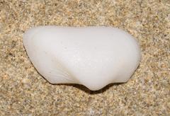 Striarca symmetrica