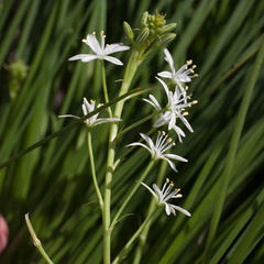Trachyandra chlamydophylla